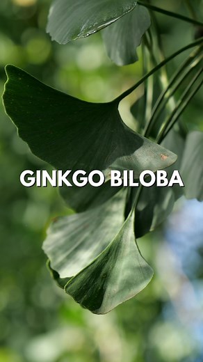 Aujourd'hui, Monde Végétal te montre une #graine pas comme les autres. Elle appartient à un #arbre fantastique qui a survécut à la fois à la fin des dinosaures et à une bombe atomique. Cette #plante, c'est le Gingko biloba, qu'on appelle aussi Arbre aux 40 écus. Si tu veux savoir comment le semer et le cultiver, ce sera dans une prochaine vidéo ! | Monde Végétal - Plantes rares et insolites