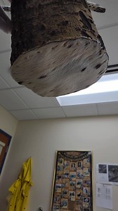 Berry picking bucket made by Henry Shavings, Cup'ik. Materials are animal bone, leather, wood bark. #culturalheritage #culturalexchange | Alaska Native Heritage Center