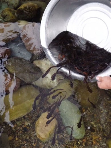 Dọn hang cá ngoài tự nhiên, câu được mấy con cá Trê nước lạnh. #beca #aquarium #thuysinh #viralvideo #xuhuong