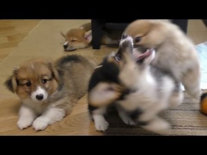 cute corgi puppies playing / じゃれて遊ぶフラッフィとトライカラーのコーギー子犬 20150620 Part 12 welsh corgi pembroke fluffy