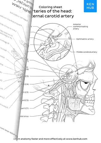 Neuroanatomy Coloring Worksheets, 98 Pages | Brain, Spinal Cord, CNS PDF | Kenhub - Etsy UK