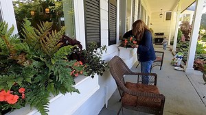 Finishing Up a Few Shade Window Boxes! 🌿💚 🌿Affiliate/Sponsored Links🌿 Brilliance Autumn Fern - https://bit.ly/2ytxZvW Coral Impatiens - https://bit.ly/2Vfa4sB Spot On Lungwort Pulmonaria - https://bit.ly/3dCP7hD ColorBlaze® Wicked Hot™ Coleus - https://bit.ly/2WNPIGB ColorBlaze® Chocolate Drop Coleus - http://bit.ly/2OFji03 Sweetheart Lime Sweet Potato Vine - http://bit.ly/2JzFmoi Patricia® Ivy Hedera - https://bit.ly/3dxxKP9 Sweet Caroline Red Hawk - https://bit.ly/2LLmP8M Golden Dreams™ Co