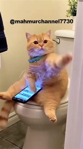 cute cat caught playing with cellphone#cat #trending #funny #shorts