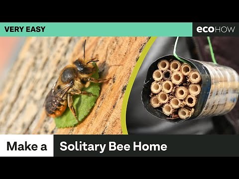 How to make a solitary bee home