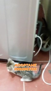 12 shares | Caso Externo Hermosos gatitos , de 2 meses (3 machos ) en adopción responsable Ya son independientes, tienen 2 meses,comen pepitas y usan arenero Son amorosos,no tienen pulgas Están sanitos Más información al 0 98 115 0581 o al 0992883355 Compromiso de esterilización | Adopción Animal Guayaquil - AG | Facebook