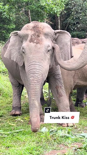 Adorable Trunk Kiss Moment at Elephant Sanctuary