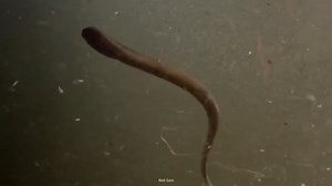 The horrifying river predator that looks built for nightmares