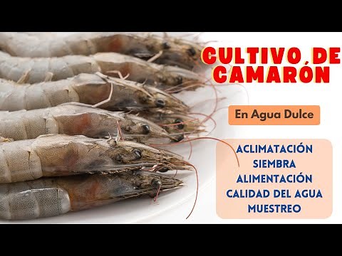 SHRIMP FARMING. Cultivation process, Adaptation to freshwater.