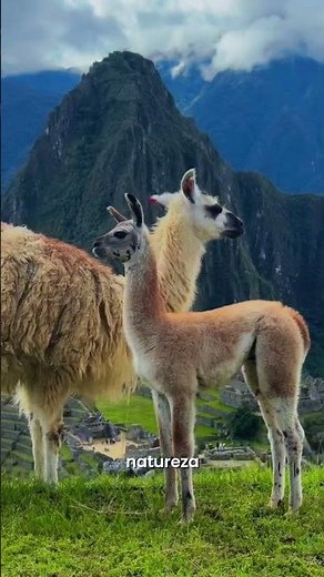 THE MAGIC OF LLAMAS 🦙✨ | Andean Beauty in Peru 🇵🇪