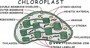 chloroplast