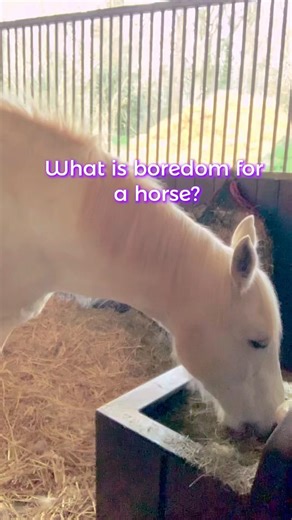 What Is Boredom for a Horse? | Stabling, Agency & the 3 F’s Explained #horsebehaviour #horsewelfare