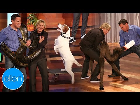 Best of Ellen's Animal Friends