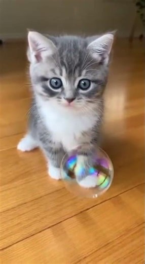 Kittens discover magic bubbles for the first time