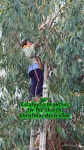 Climbing the eucalyptus tree to cut off some branches with leaves to use for Christmas decoration in the church. #eucalyptustree #eucalyptusleaves #mytree #climbingchallenge #fblifestyles #eucalyptusdecoration #eucalyptusbranches | Beatriz van Winden-Guzman