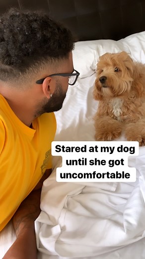 Luna The Mini Cockapoo on Instagram: "When she try’s to look away and look at me at the same time 😂👀🤣"