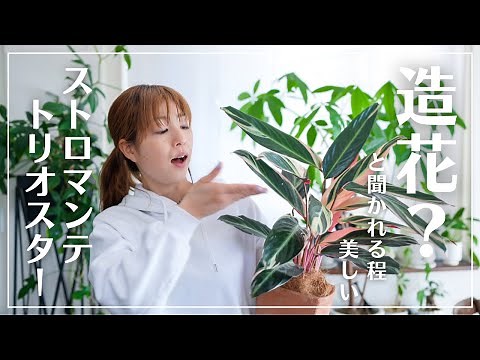 [Houseplants more beautiful than artificial flowers] How to properly grow Stromanthe Triostar