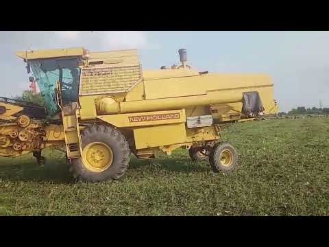 Green Bean Farming | Step by Step Guide to Grow Fresh Beans