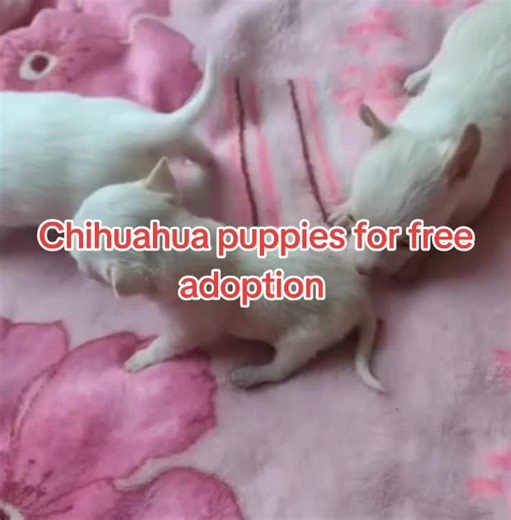 message me now for more details