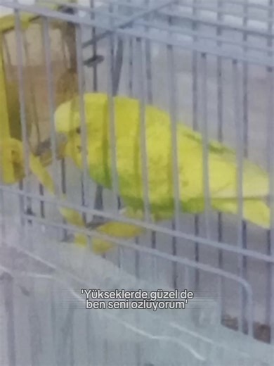 limonumm senin çok özlüyorum geri gel benim askimm,bebeğimmm,cicikuşumm,bitanemmmm seni çok özledim #limon #keşfetbüyüsü🔮 #linçyoktmmı #takipedin #özledimm