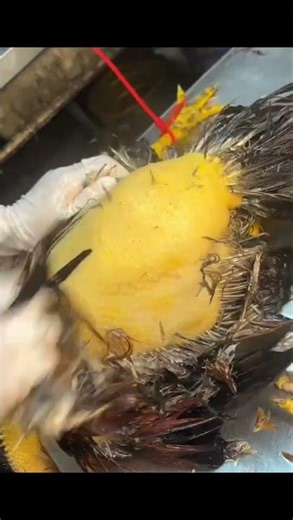 How They Pluck a Chicken in Seconds 😱