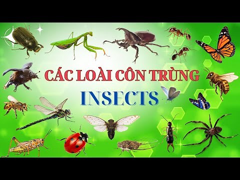 Các Loài Côn Trùng| Insects| Dạy bé các loài côn trùng| Ong, bướm, bọ ngựa, bọ hung, bọ rùa, kiến