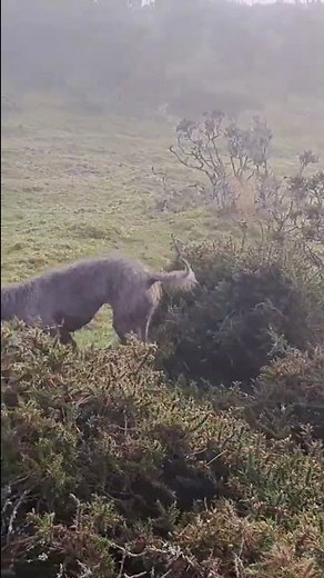 Bedlington Whippets hunting, Brutus doing his greyhound impression. 😊