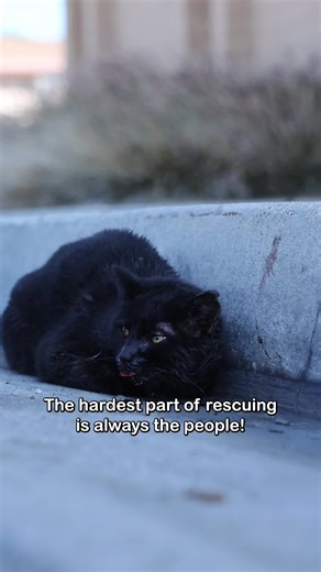 The hardest part of rescue is almost always the people. We received an email about a cat who had been hit by a car, and we immediately went out to help. When we arrived, the kitty ran from the street and crawled up into the engine of a car parked at a local business. The building housed multiple businesses, so we started asking around. One employee was kind enough to help us contact the owner of the car. We spoke to him on the phone, and he said he would be there shortly so we could open the hoo
