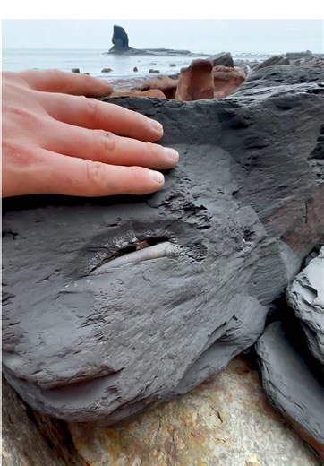 Discovering Rare Jurassic Fossils in Shale Landslide