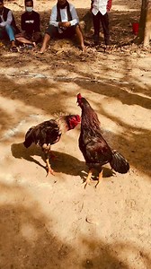 High power Boom shot | Java Aseel