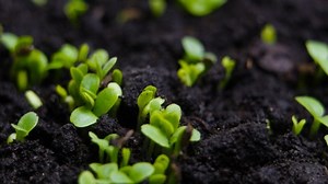 Germinating Seed Growing Ground Agriculture Spring Stock Footage Video (100% Royalty-free) 1037437055 | Shutterstock