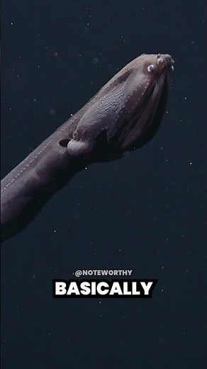 Meet the Gulper Eel: Nature's Underwater Vacuum Cleaner