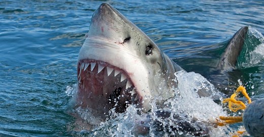 Great White Shark Population Is on the Decline: How Many Are Left?
