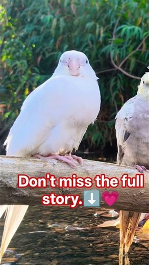 Wild Cockatiels Playing #cockatiel #parrot