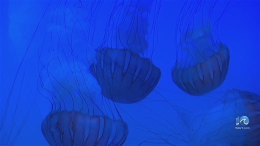 Be mindful of jellyfish when at the beach