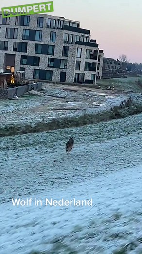 Waar gaat hij heen? Ontdek de wereld van de wolf in Nederland