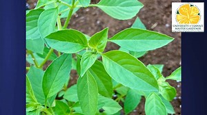 Gardening in Hawai’i with Tom Timmons: Basil — the royal herb | Big Island Now