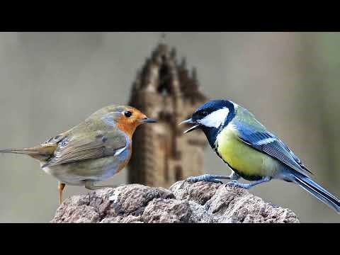 Bird Box Live Clackmannanshire - Scotland, UK