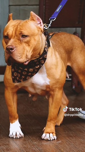 Brandy the Pitbull Hollywood Actor: A Star in Once Upon a Time in Hollywood