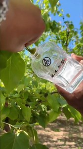 How a Real Pear Grows Inside a Glass Bottle 🤯 Factory Fact