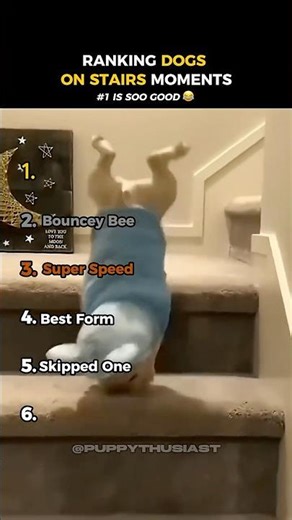 Why don’t dogs act normal on stairs? 😭🤣