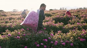 Rose petals are harvested and distilled to derive attar of roses essential oil