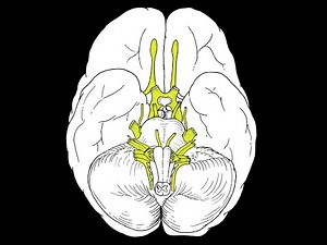 Cranial Nerves - Overview