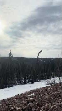 BLACK FOREST of Alaska #trees #nature