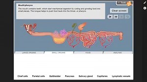 At AHISK, we are always proud of our grade 12 IB students. Special thanks to our Biology teacher Mrs. Mirna for sharing a digestive system simulation using Gizmos recorded by our amazing student Aseel Al-Shalabi. Well done & keep it up. | Al-Hussan International Schools