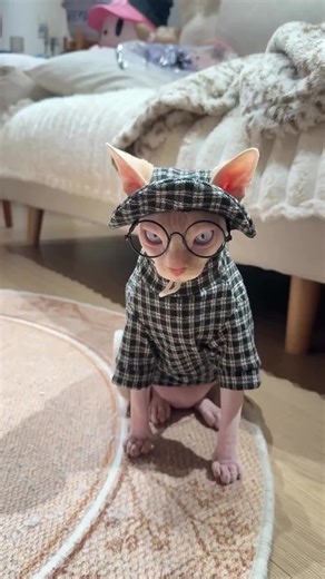 Cuteness overload ❤️❤️#sphynxtexas #sphynxlove #sphynx #sphynxlife #sphynxoftiktok