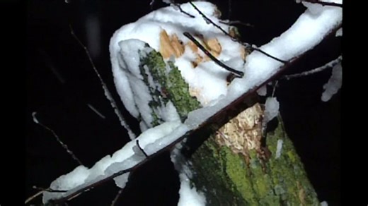 29 years since ‘October Surprise’ snowstorm hit Kansas City