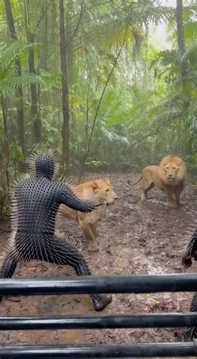 Good thing these guys had protection before getting close to those lions 🫡 One wrong move game over