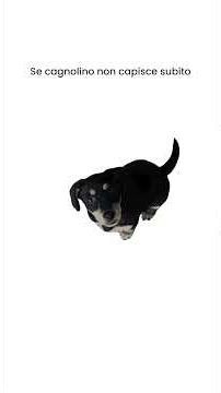 Communicating with a hearing impaired person explained by a little dog