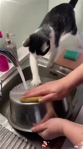 😂 gato multitarefa #shorts #gatos