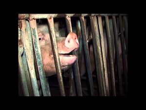 Animals Australia 'Somewhere' Cinema ad - AdNews